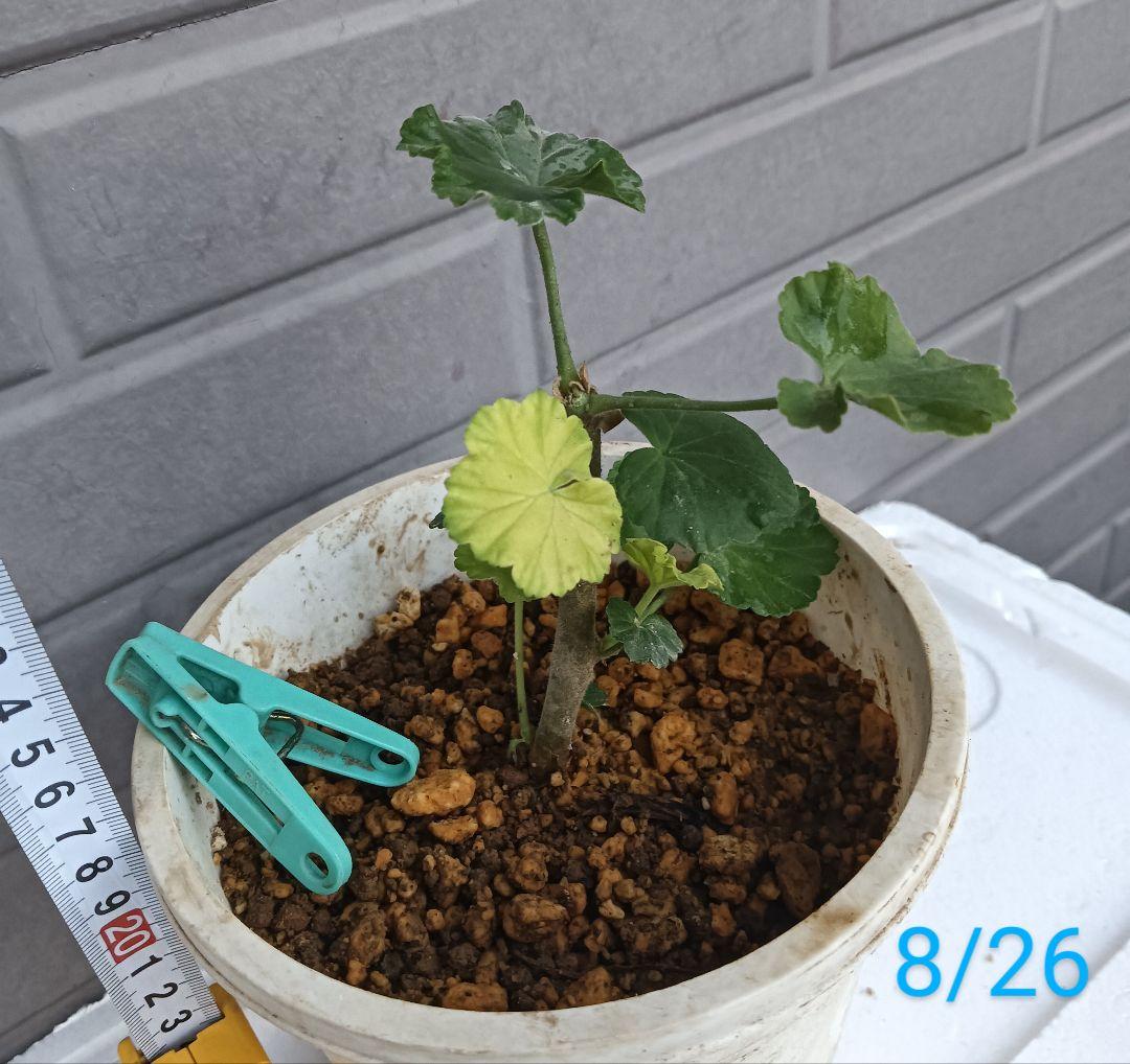 ゼラニウム 苗 濃いピンク 八重咲 ゼラニューム苗 ゼラニウム苗 花苗