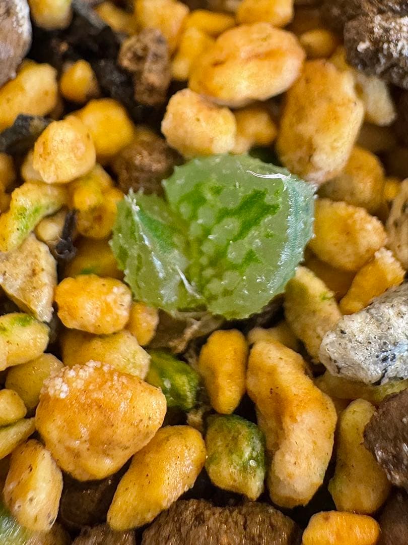 ハオルチア　闇の森　抜き苗 Amazon.co.jp: ハオルチア 闇の森 ハオルシア多肉植物 抜き苗発送