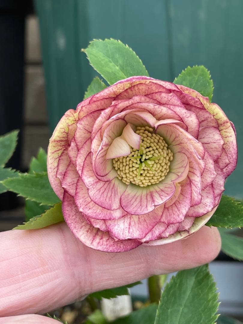 加藤農園】ddクリスマスローズ 苗 - メルカリ