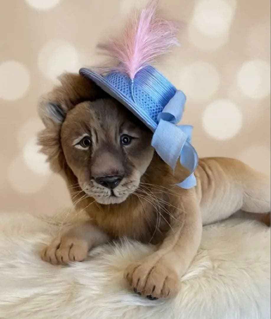 海外作家様作　アートドール　帽子を被ったライオン f7a185ce4858776fa0d2920687f41b