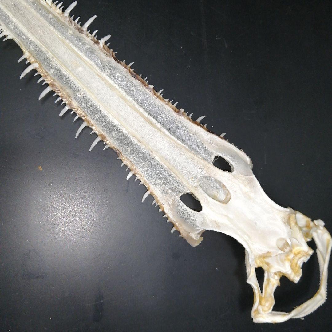 ノコギリザメ 乾燥標本 顎歯 S3 - メルカリ