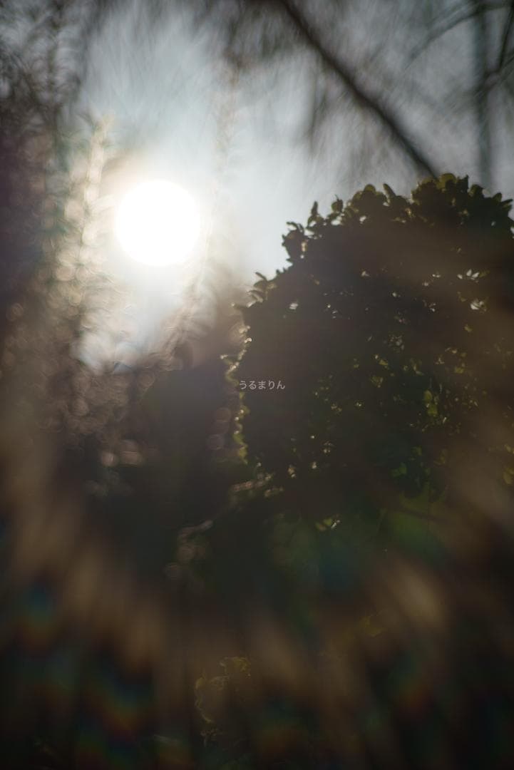 漆黒のシュナイダー！Tele-Xenar 150mm オールドレンズ