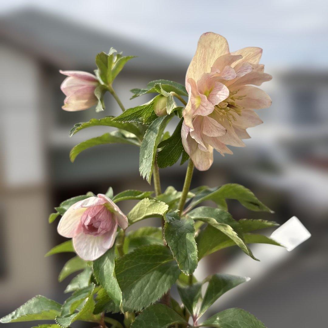 蜃気楼交配 dd 大木ナーサリー クリスマスローズ タグ付き 現品 開花株