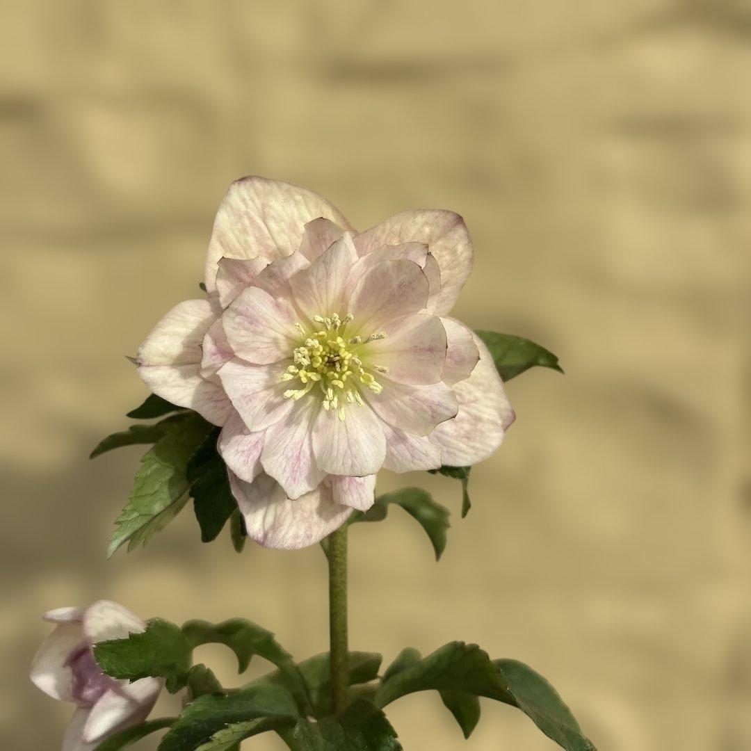 蜃気楼交配 dd 大木ナーサリー クリスマスローズ タグ付き 現品 開花株