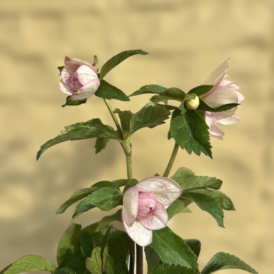 蜃気楼交配 dd 大木ナーサリー クリスマスローズ タグ付き 現品 開花株