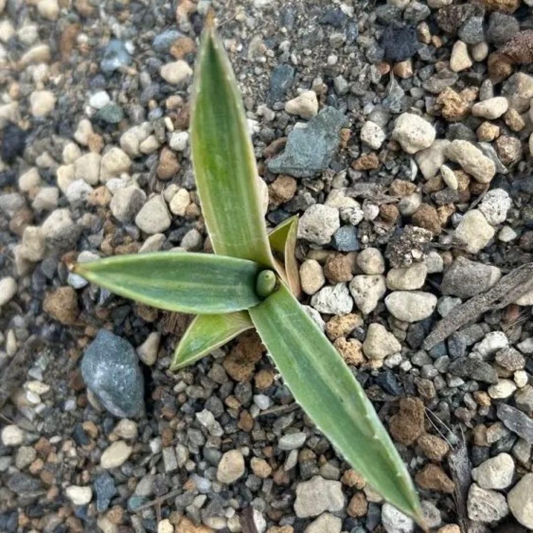 ユッカ ロストラータ 20株セット プレステラ105深鉢