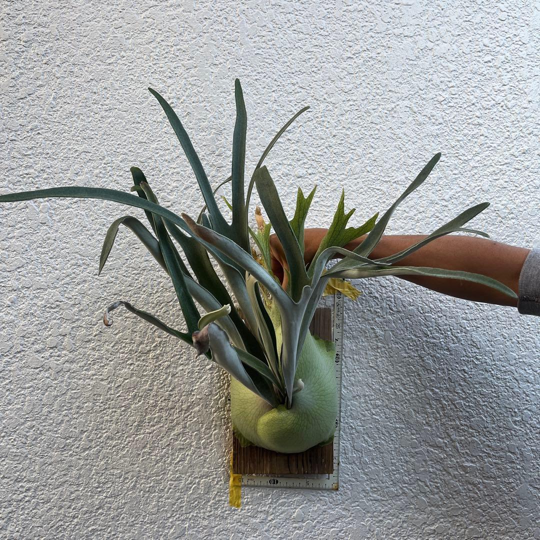 ビカクシダ ビーチーシルバー ビカクシダ veitchii Silver ビーチーシルバー - メルカリ