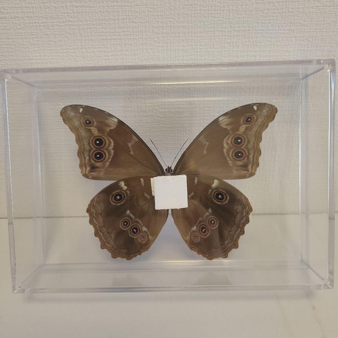 蝶の標本 モルフォの世界（珍特A）特大 - メルカリ