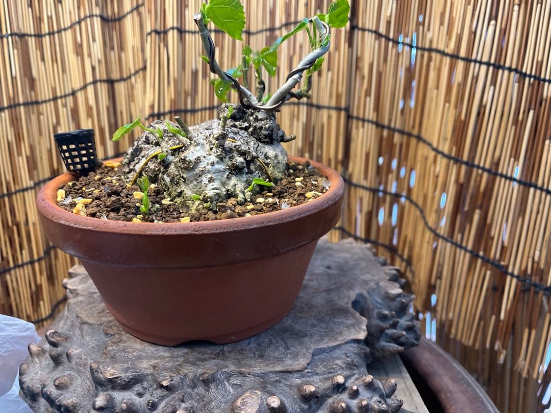 ✨✨✨オキナワイボオオハマボウ【◎良品素材】検/ハート葉happy♪セール♪