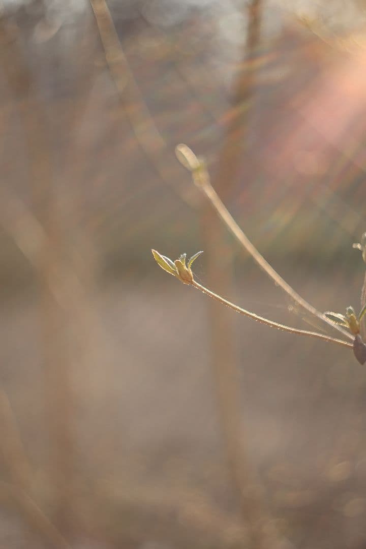 HELIOS-44 58mm F2 silver《MMZ製》【光学美品】