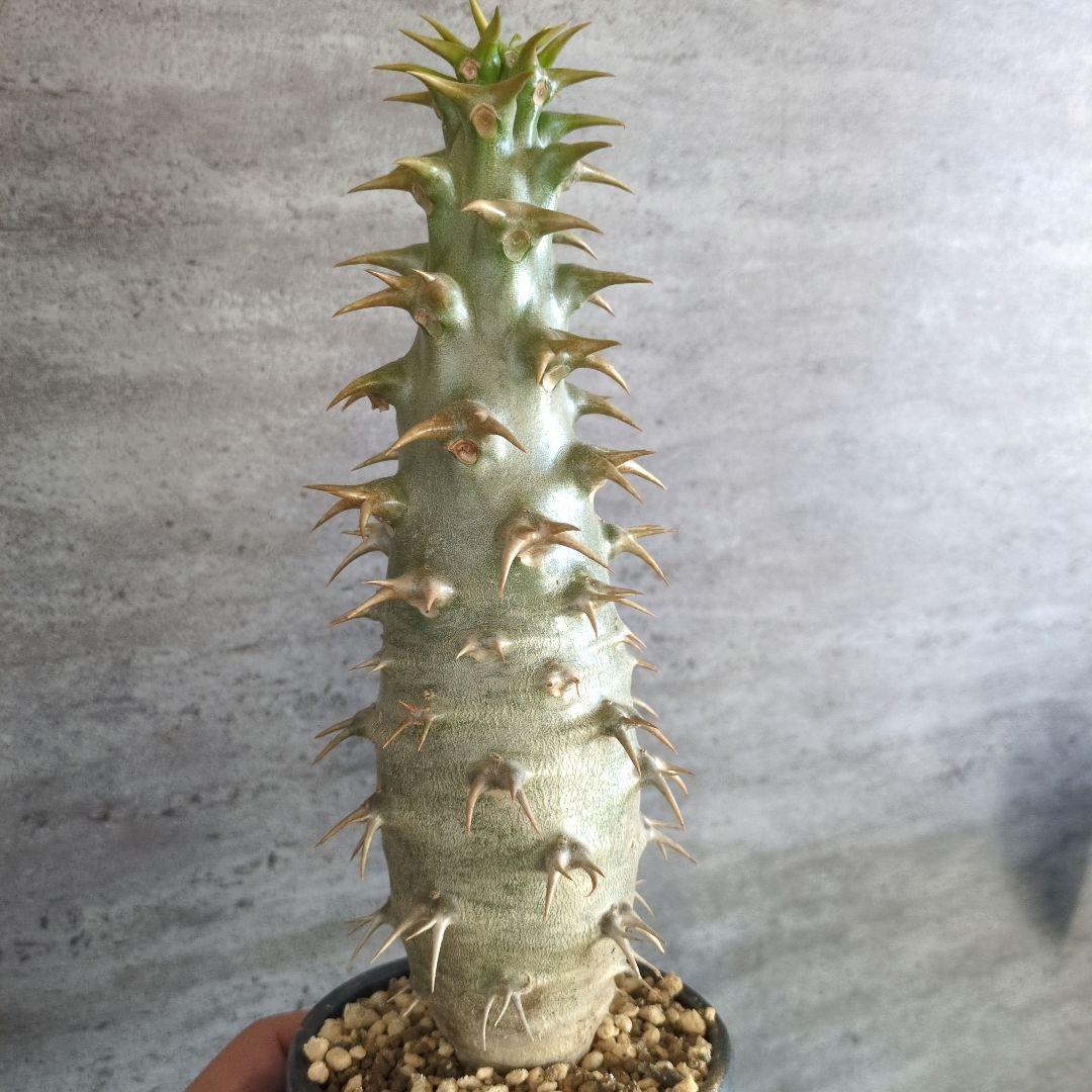 と*さ様 パキポディウム　アンボンゲンセ　特大株　白肌　コーデックス　塊根植物 パキポディウム・アンボンゲンセを観察しているとぉ〜、、、🕵️ #塊根