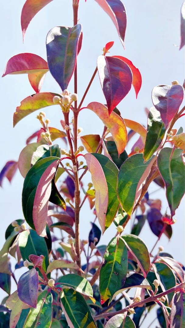 常緑ヤマボウシ ホンコンエンシス」の人気商品一覧 | 安い商品を通販