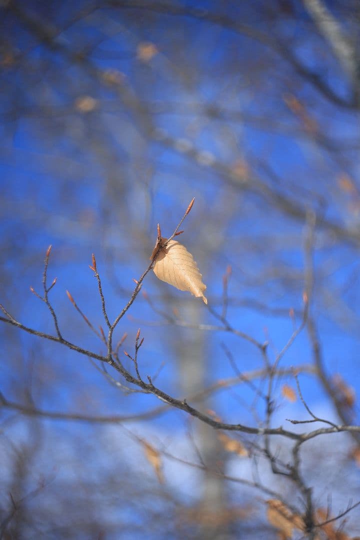 HELIOS-44M-4 58mm F2 《KMZ製》 【良品】