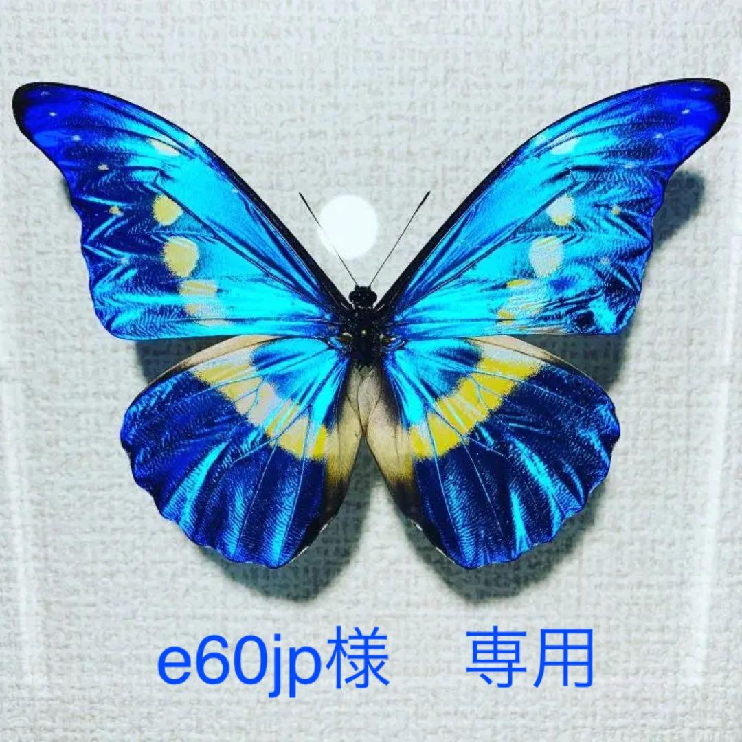 ヘレナモルフォ♂ ペルー・ティンゴマリア産 蝶 昆虫 標本 Morpho