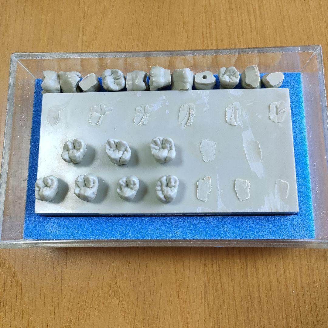 大阪セラミックトレーニングセンター エポキシ歯牙模型 歯科技工 歯型