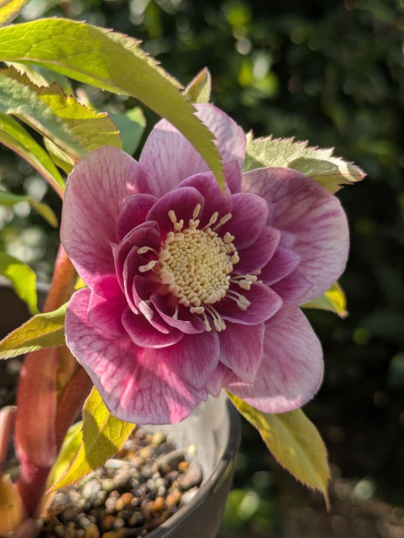 【広瀬園芸】クリスマスローズ ソレイユ系dd 蕾複数有 小輪ソレイユ系多弁花 広瀬園芸 クリスマスローズ｜Yahoo!フリマ（旧