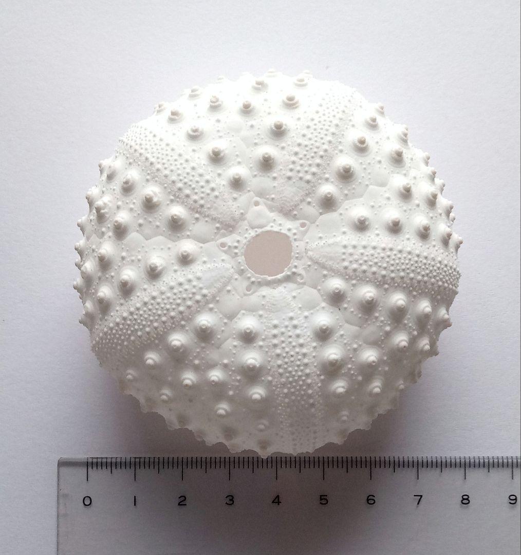 天然素材 ウニ殻 シーウーチン 綺麗なガンガゼ 標本 - メルカリ