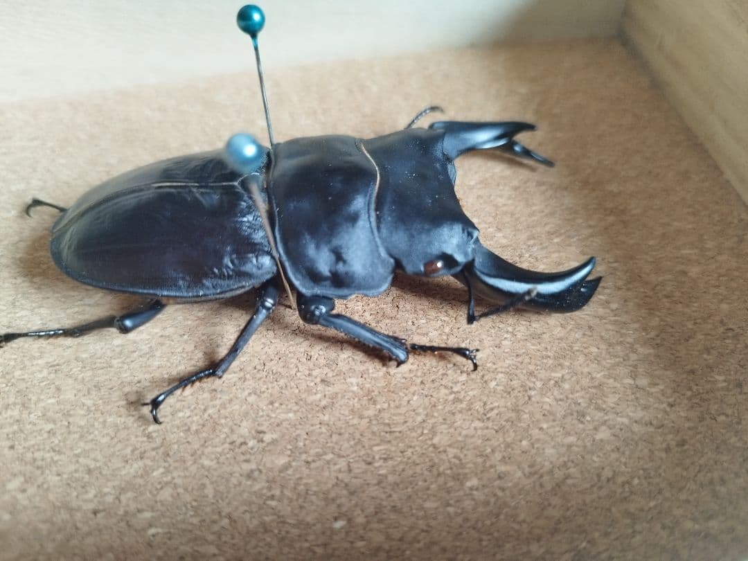 極太血統ホペイオオクワガタ♂80.3mm 標本 超大型サイズ
