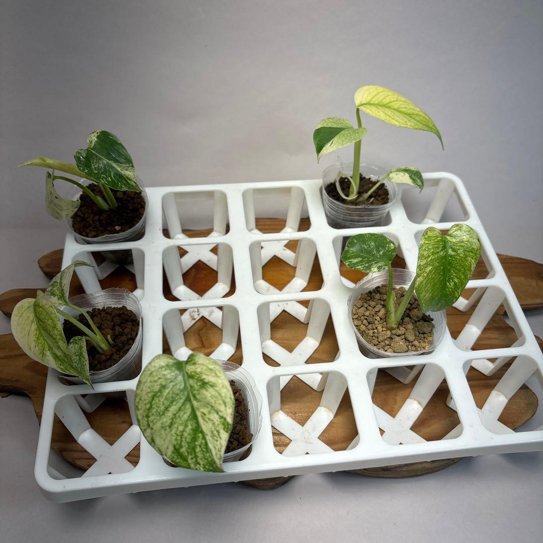 5株セットMS17【特別選抜】ホワイトモンスター／天津蘭 モンステラ斑入り