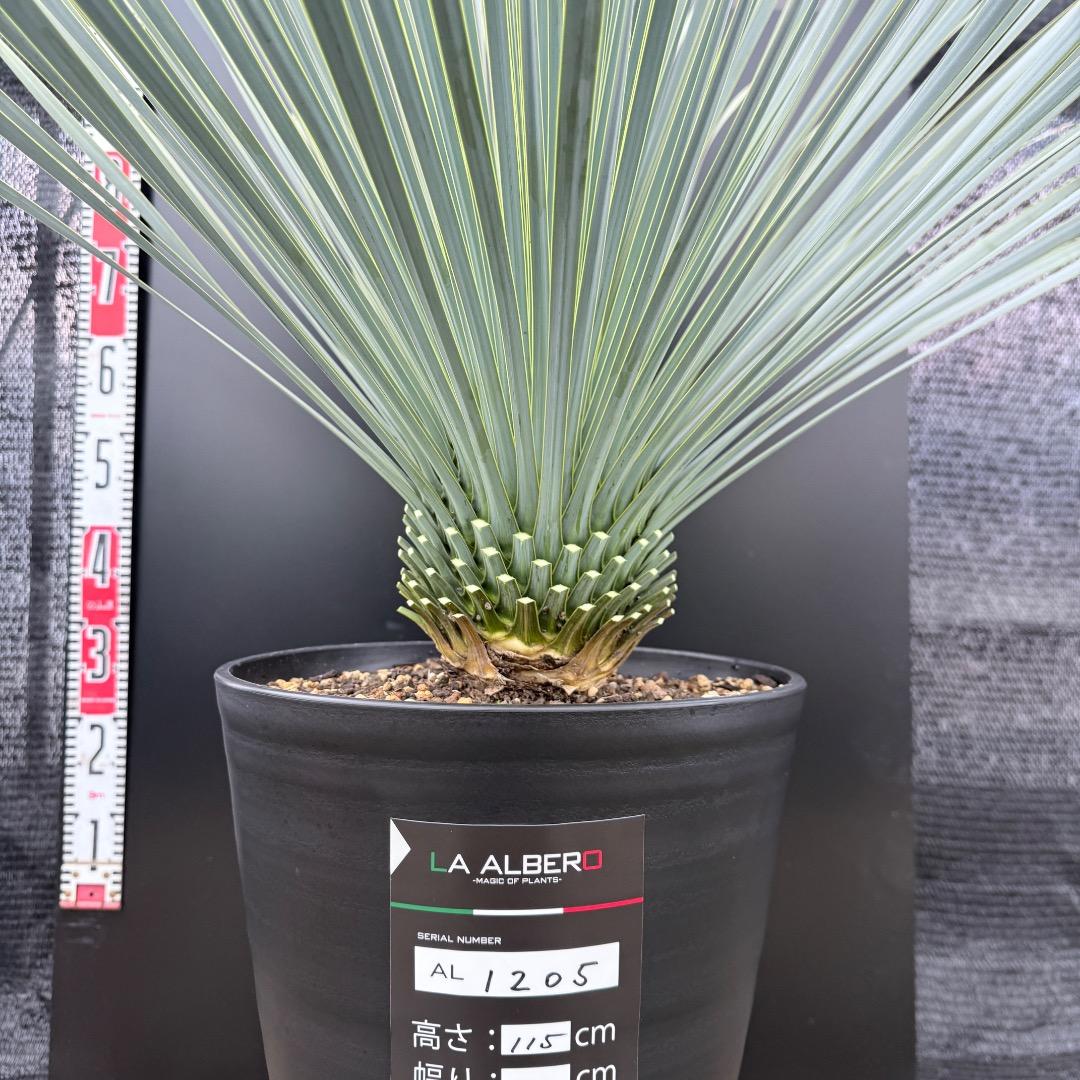 AL1205】ユッカ ロストラータ ランチョブルー（品種名）