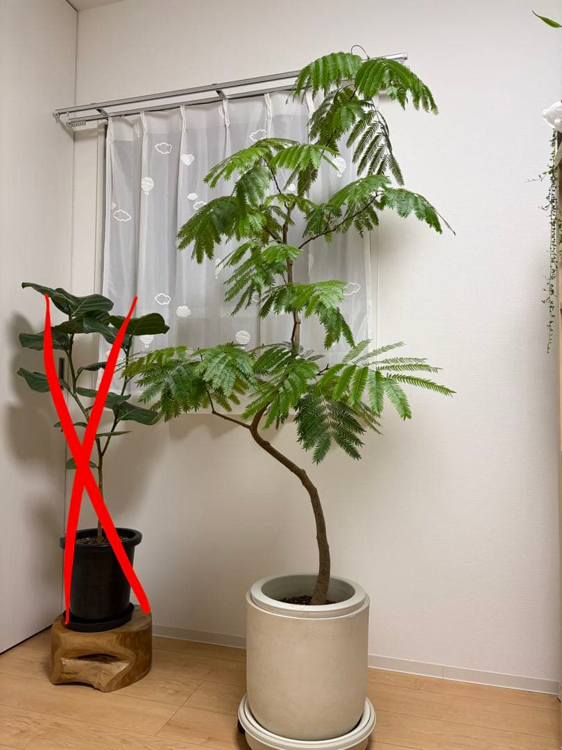 【直接取引のみ 東京都北区】エバーフレッシュ 観葉植物 約170cm プラ鉢のみ 直接取引のみ 東京都北区】エバーフレッシュ 観葉植物 約170cm プラ鉢のみ