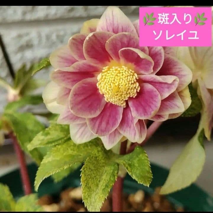 専用出品　本人以外ご購入　閲覧✕