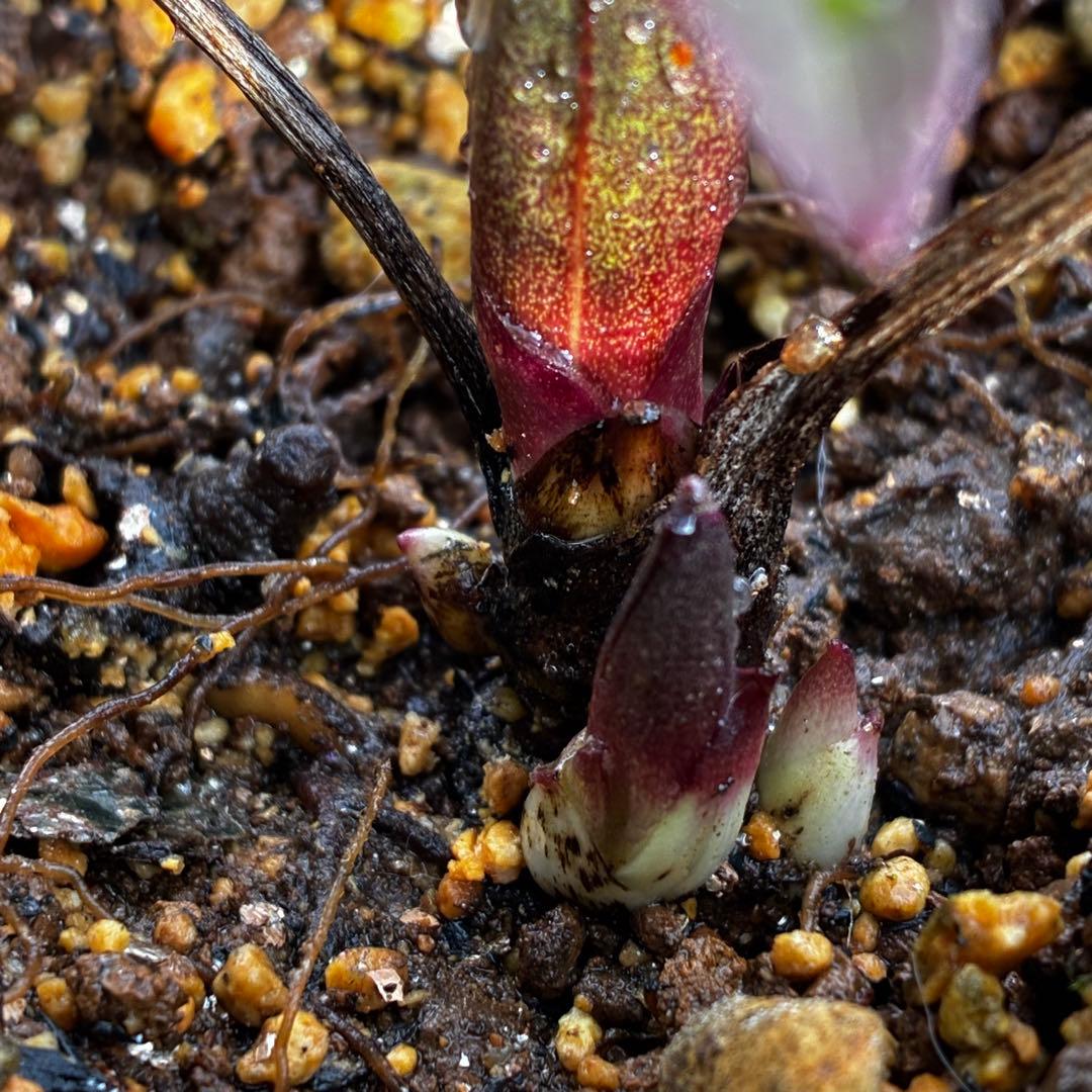 ラ*ク様 3577☘️蕾花付☘️極上☘️⭐️原生地採取⭐️croaticus⭐️