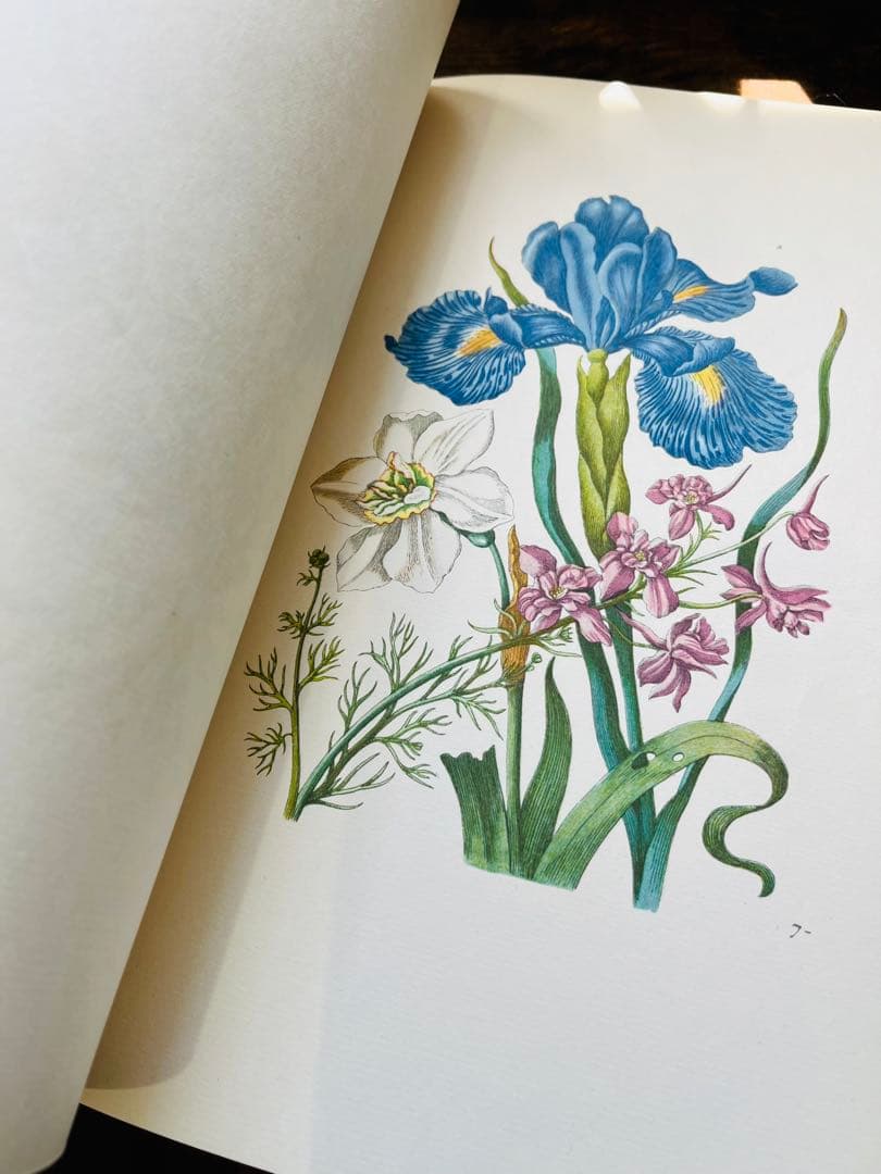 M.S. Merian お花図鑑 2冊 ヴィンテージ洋書 インゼル 初版1966
