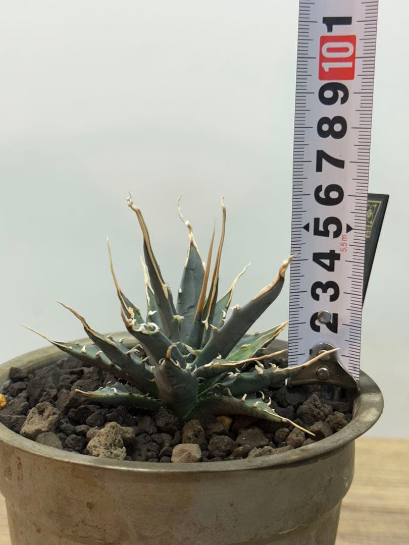 エボリスピナ【陽炎】【うねり】【m&m】