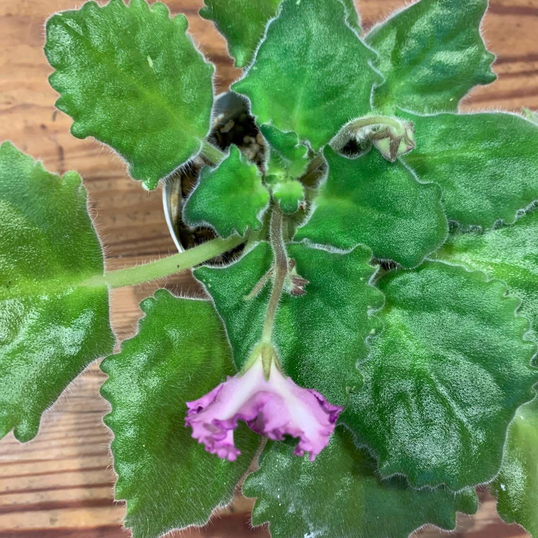 セントポーリア Zaca's Georgette 初開花株 縞花