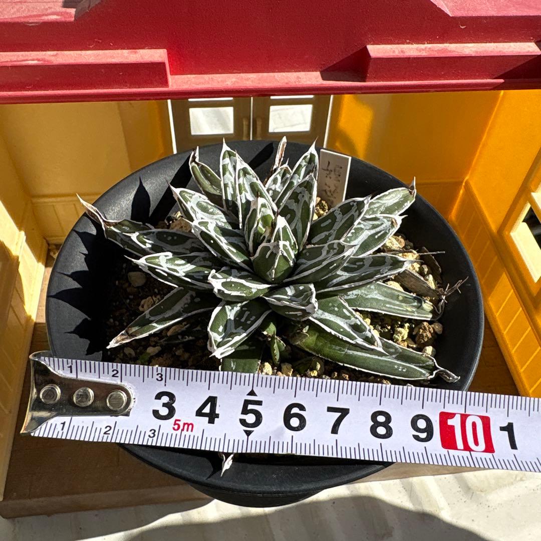 テ*ラ様 姫笹の雪 抜き苗 アガベ 株元に子株有