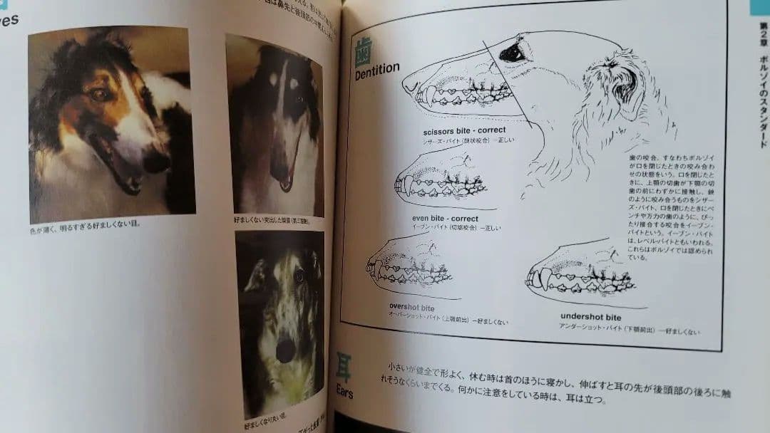 絶版】200p越！ボルゾイの事典(大関京子著)ハウンド狩猟犬好きへ