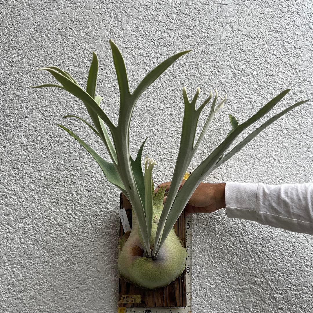 ビカクシダ veitchii Silver ビーチーシルバー - メルカリ