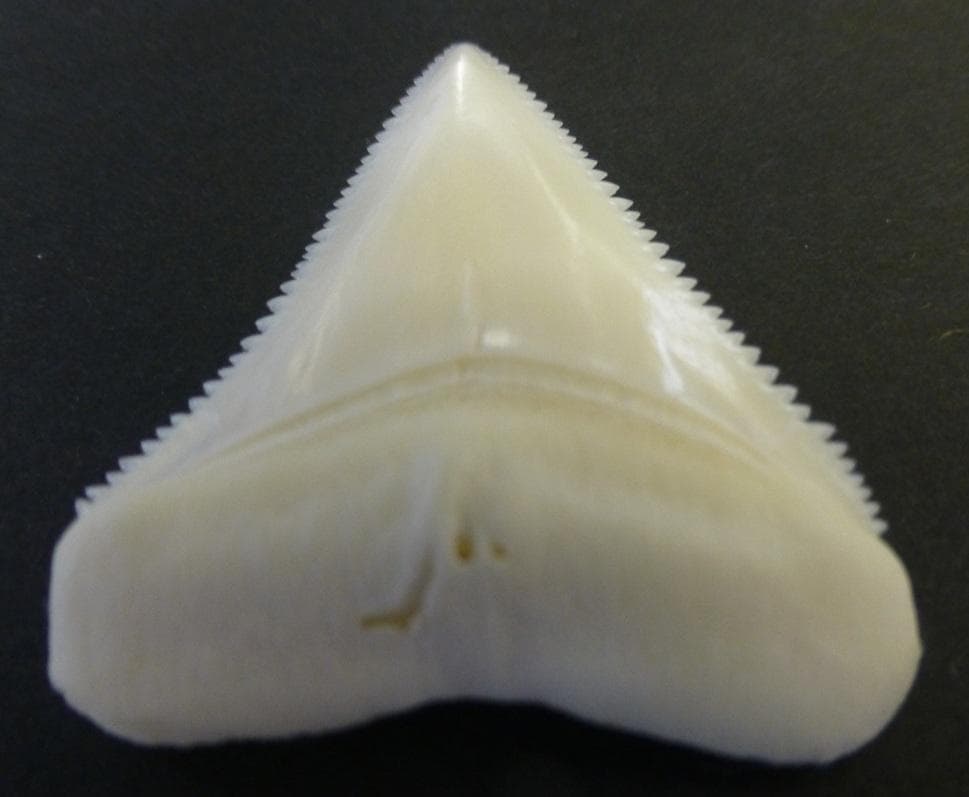 ホホジロザメ（C. carcharias）の歯 (A’品) 48.0ｍｍ