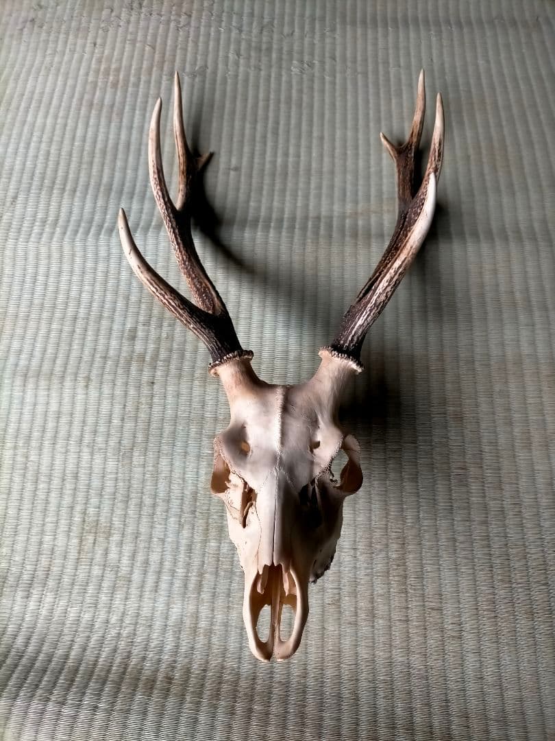 ノロジカハンティングトロフィー頭骨鹿の角剥製アンティーク雑貨チーク