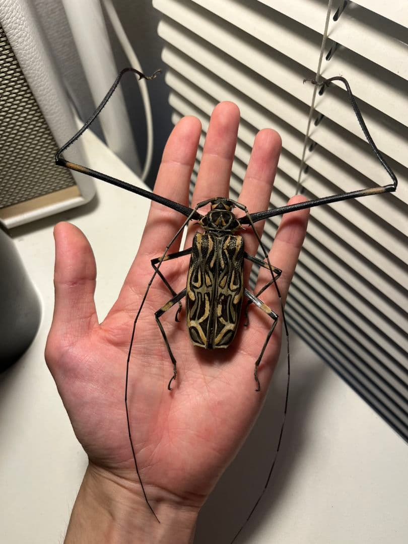 【73mm♂】テナガカミキリ 昆虫標本甲虫ハムシサソリタランチュラ 極美個体】テナガカミキリ 全長74mm 昆虫標本甲虫ハムシサソリ