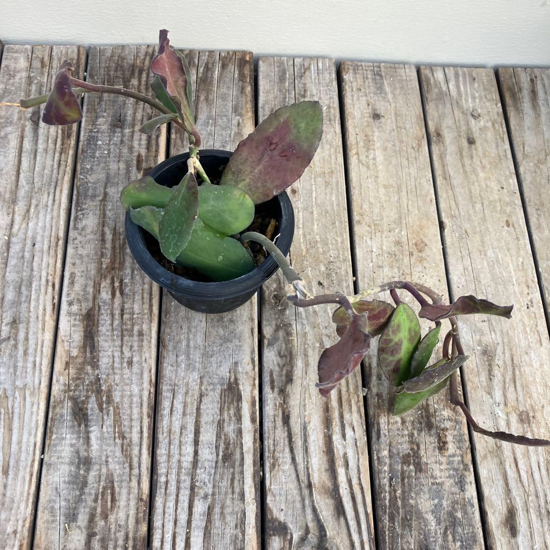 ホヤ8種類セット 希少種 - メルカリ