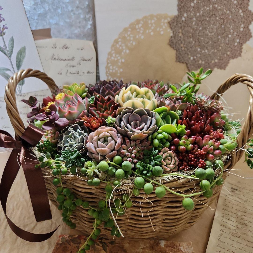 多肉植物寄せ植え そのまま飾れる 大きなバスケット♪︎ - メルカリ
