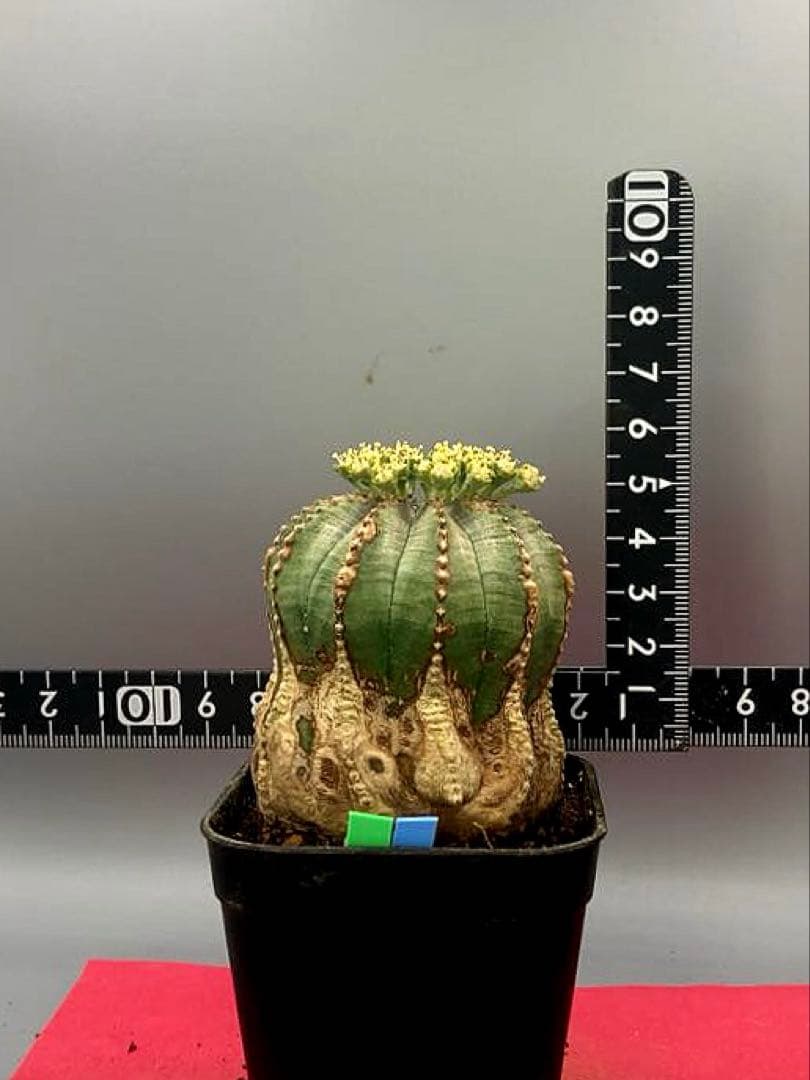 《2.5号GB》ユーフォルビア　オールドオベサ　雄株