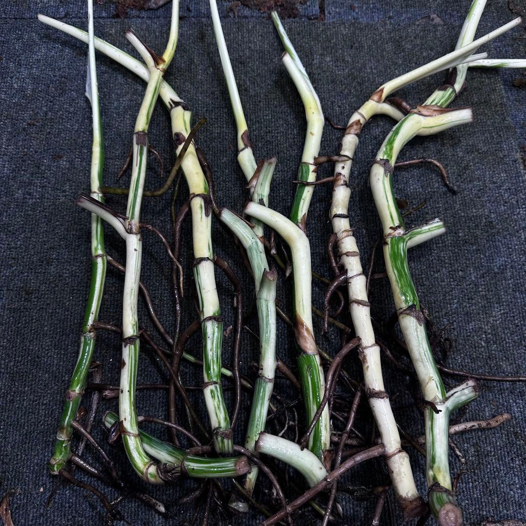 S*n様 斑入りモンステラホワイトタイガー大茎7株おまとめ モンステラ ボルシギアナ ホワイトタイガー / 美しい斑入りの葉を