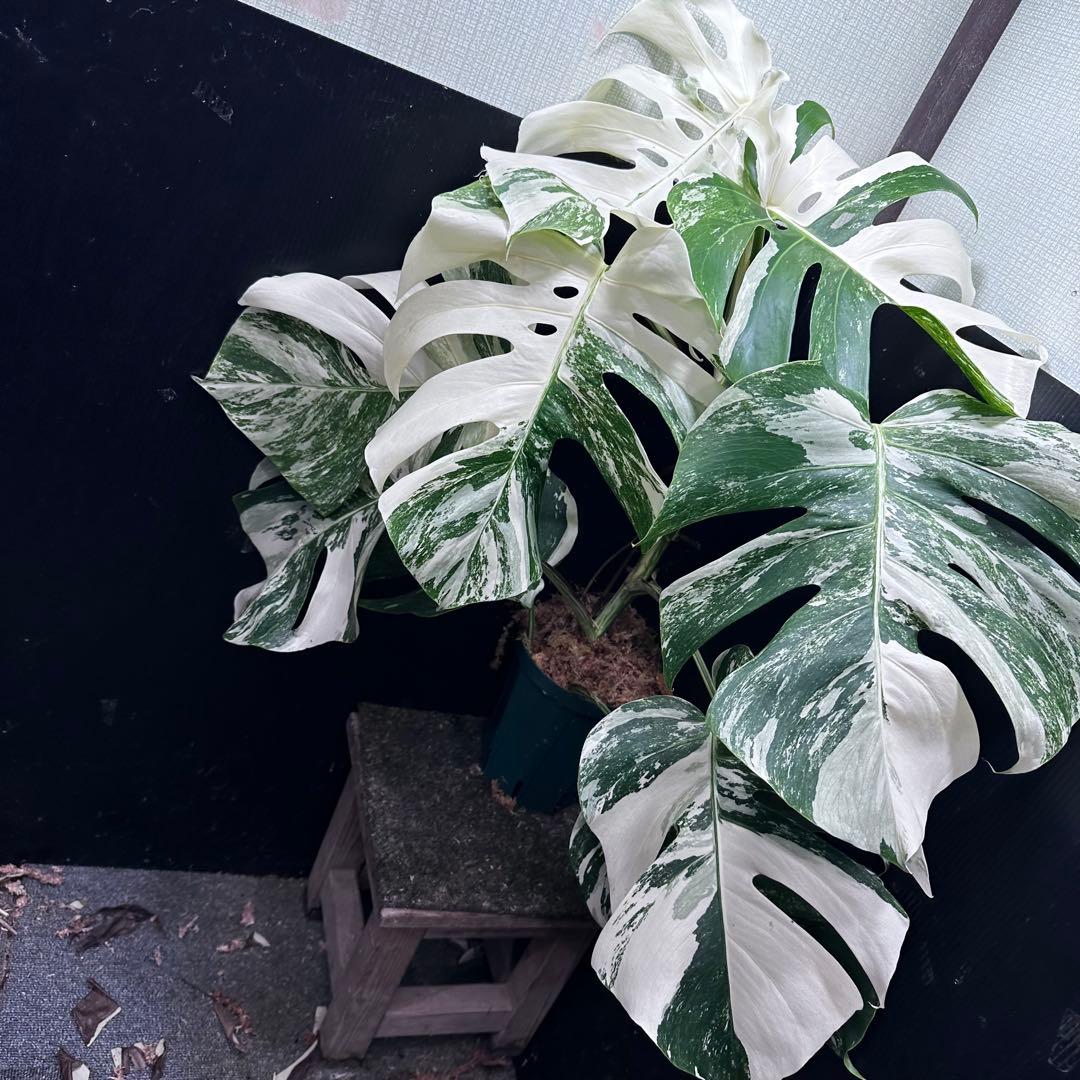 斑入りモンステラ ホワイトタイガー極美大株70cm白斑多 - メルカリ