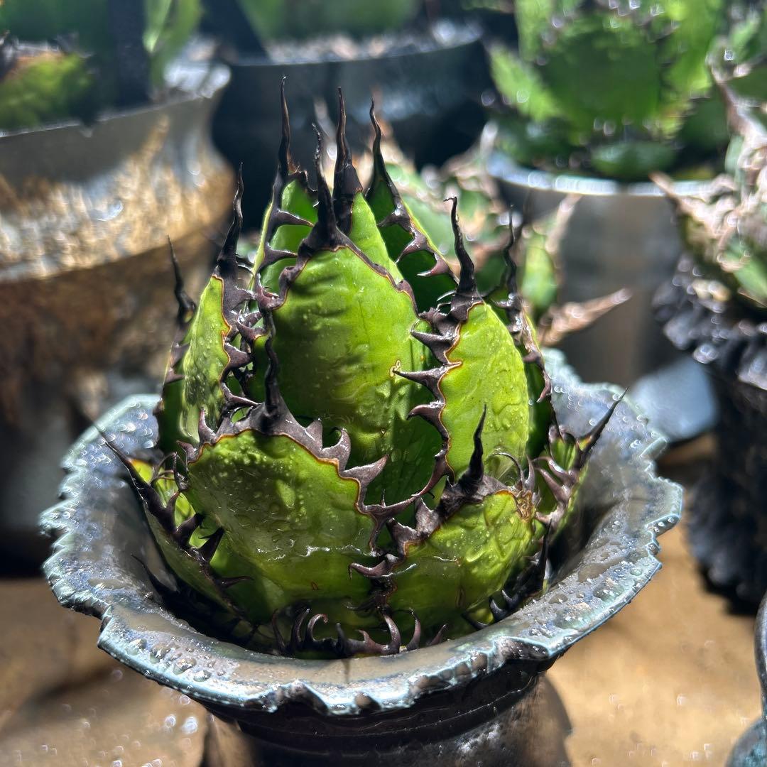 アガベ 陽炎ホリダ 極陽炎 ボールタイプ ドワーフ 特選S級選抜 特価