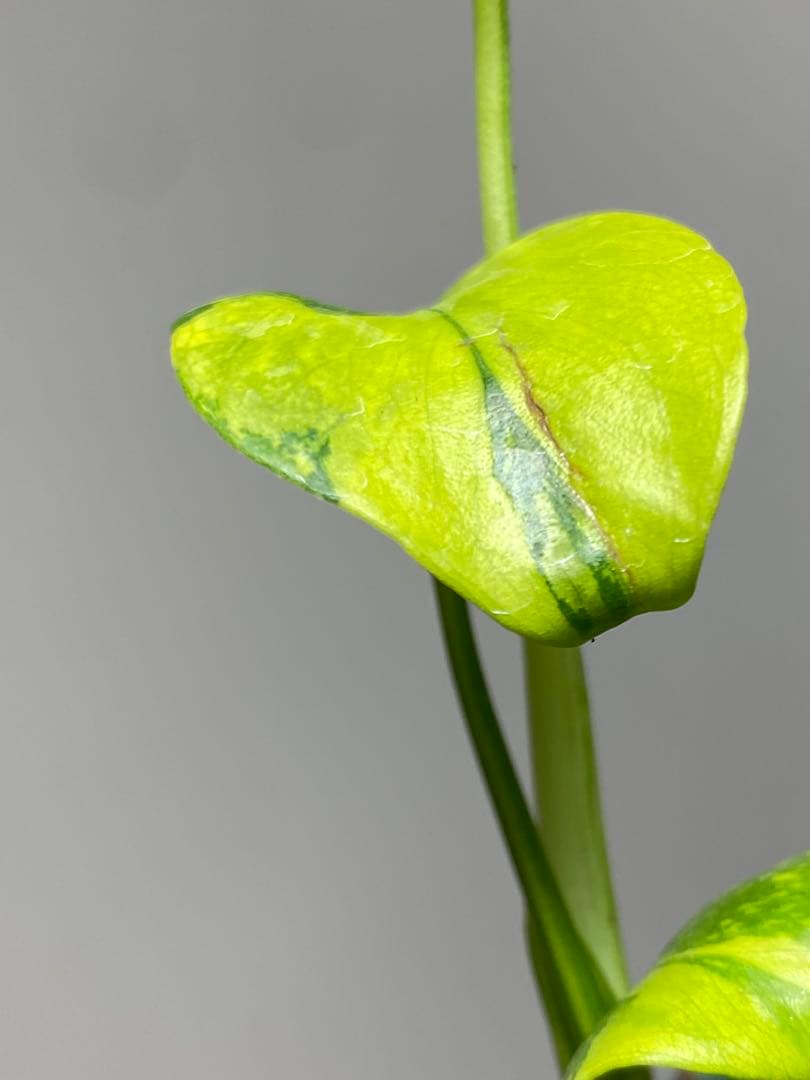 超美株✨超希少‼️】モンステラ エレクトロライト 斑入り レア 人気