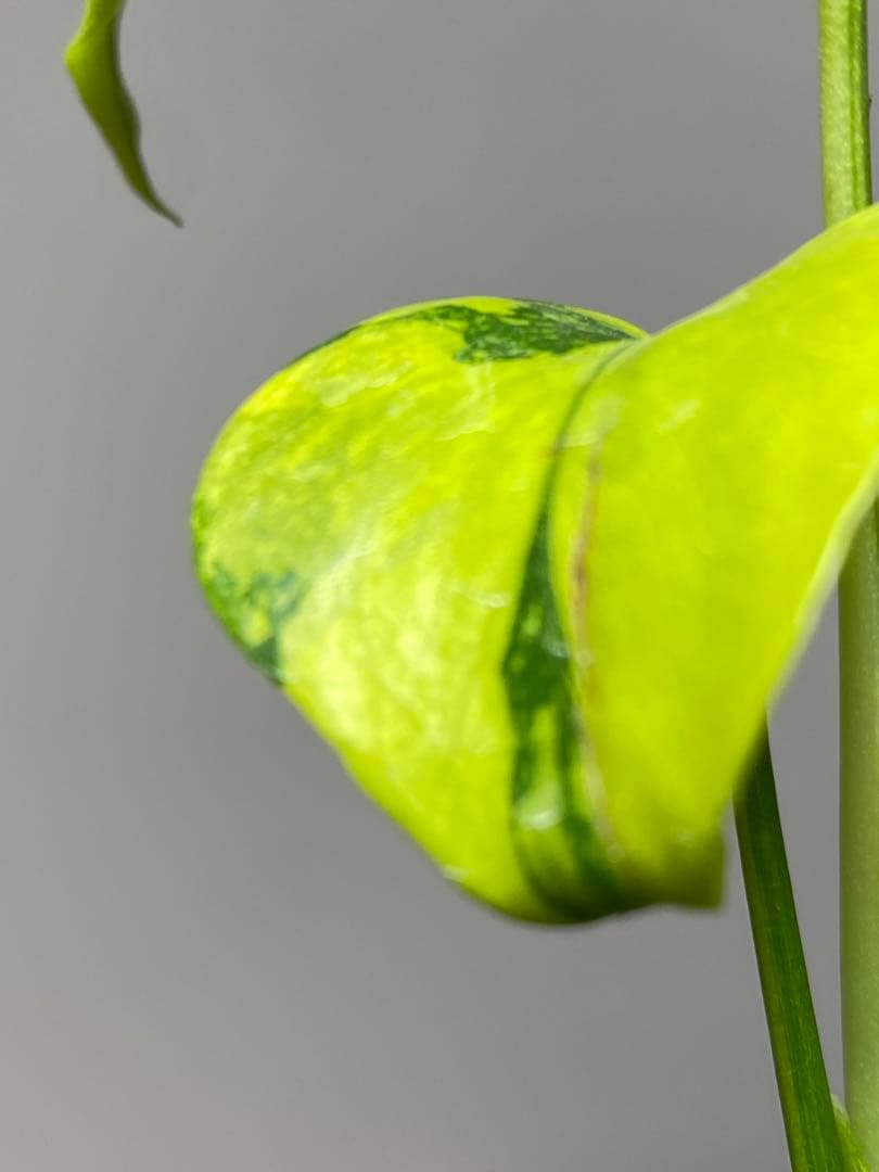 超美株✨超希少‼️】モンステラ エレクトロライト 斑入り レア 人気