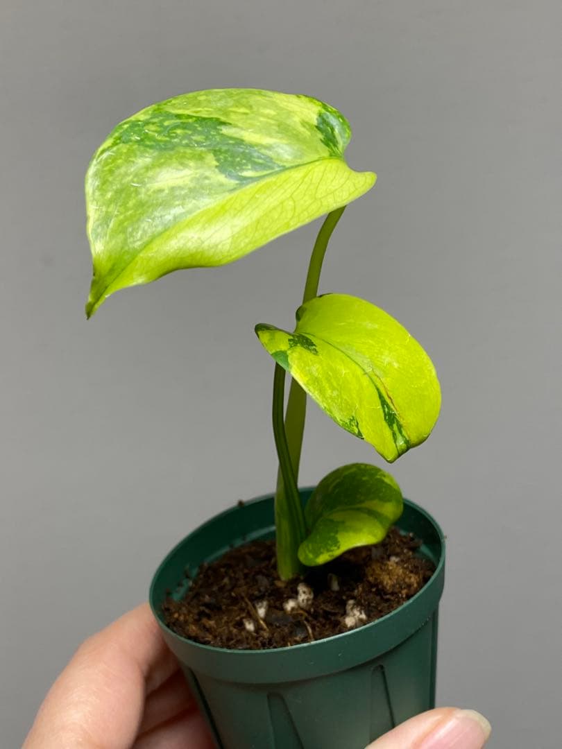 超美株✨超希少‼️】モンステラ エレクトロライト 斑入り レア 人気