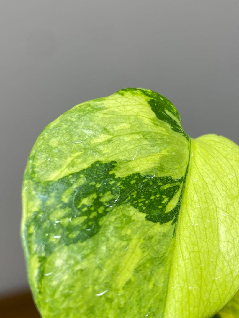 超美株✨超希少‼️】モンステラ エレクトロライト 斑入り レア 人気