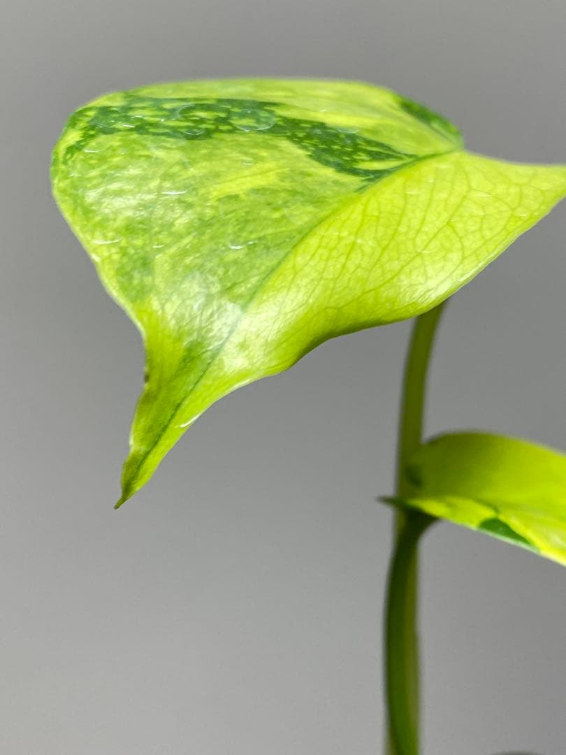 超美株✨超希少‼️】モンステラ エレクトロライト 斑入り レア 人気