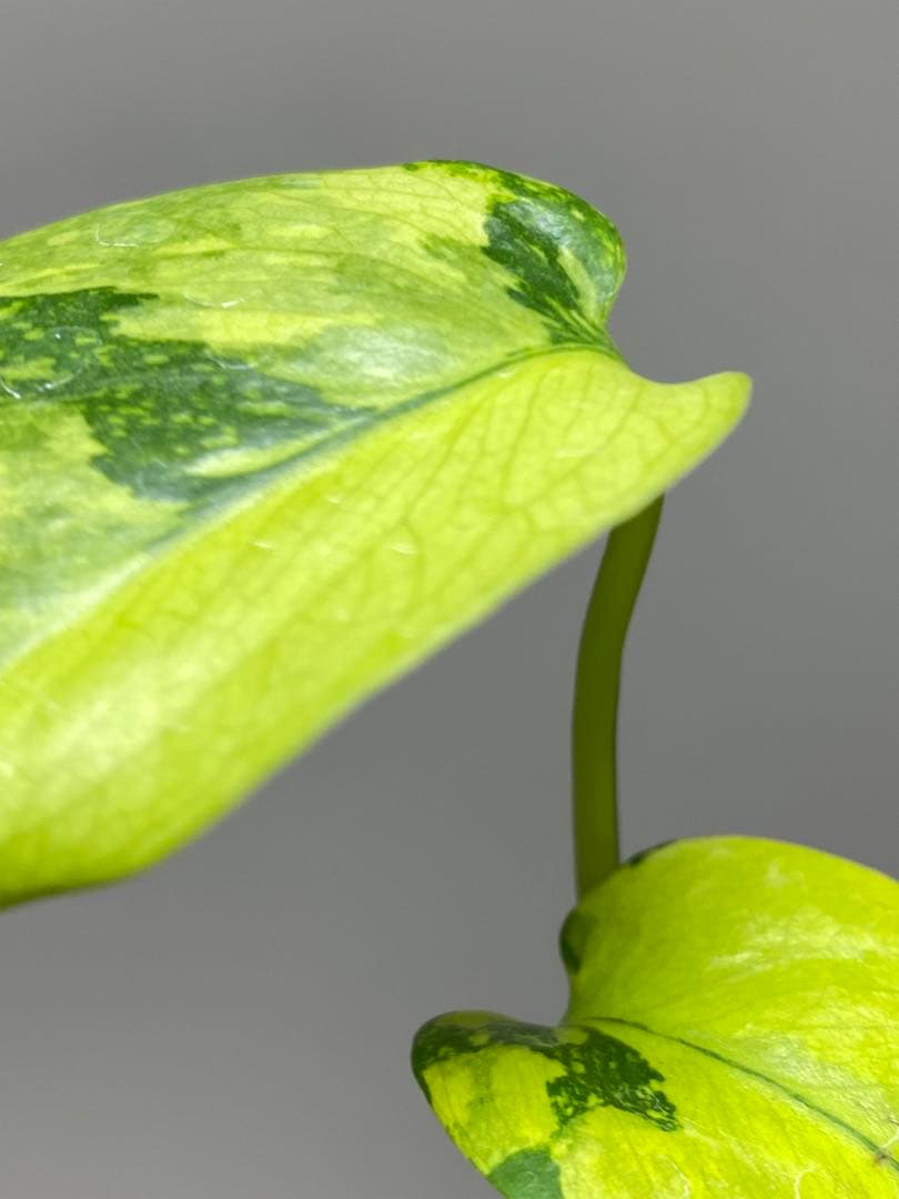 超美株✨超希少‼️】モンステラ エレクトロライト 斑入り レア 人気