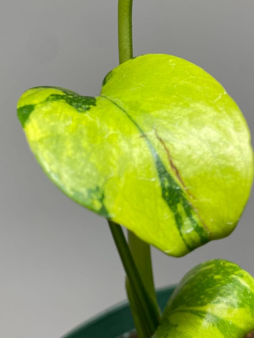 超美株✨超希少‼️】モンステラ エレクトロライト 斑入り レア 人気