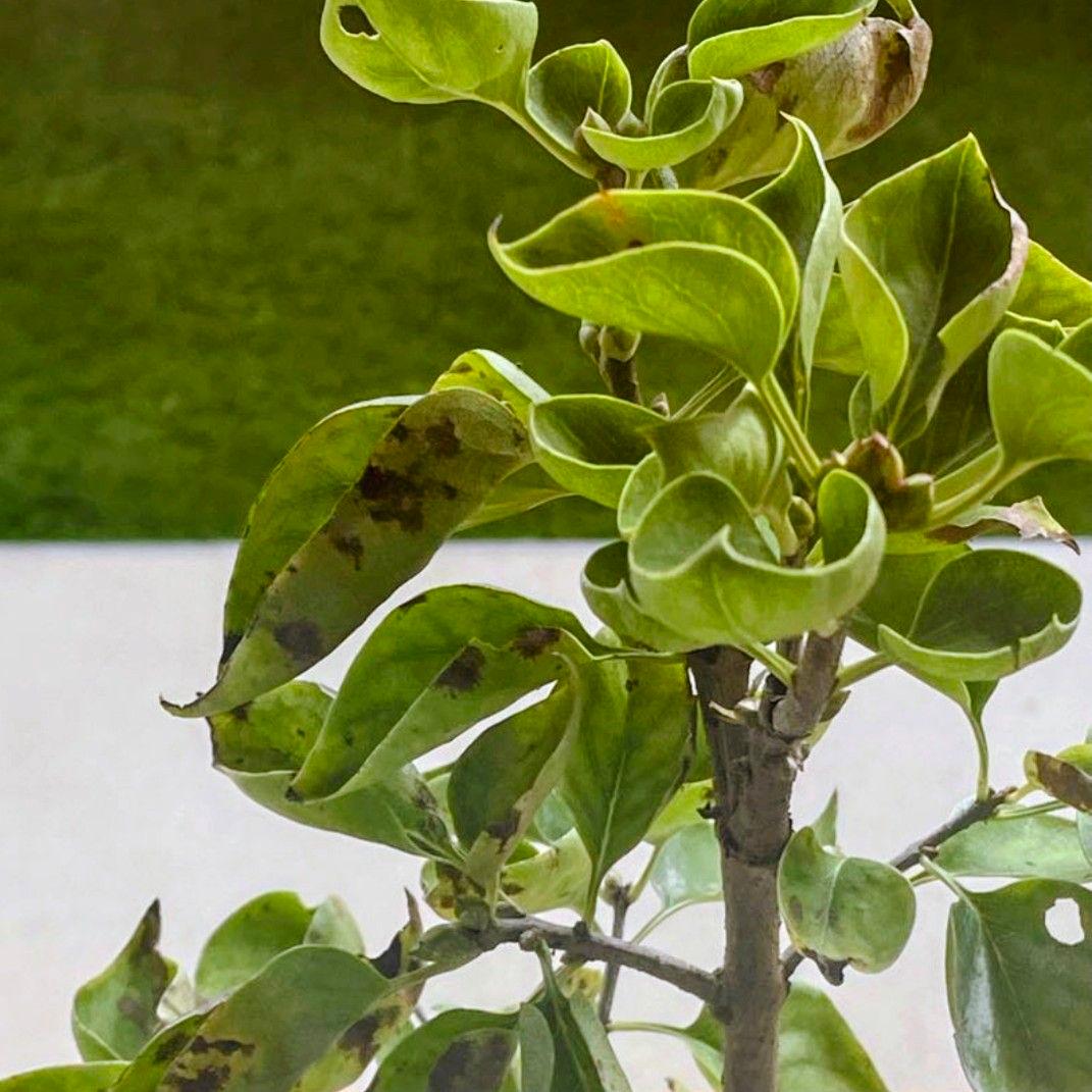 宿根【フランス産直輸入】ライラック『プレジデントグレイビー